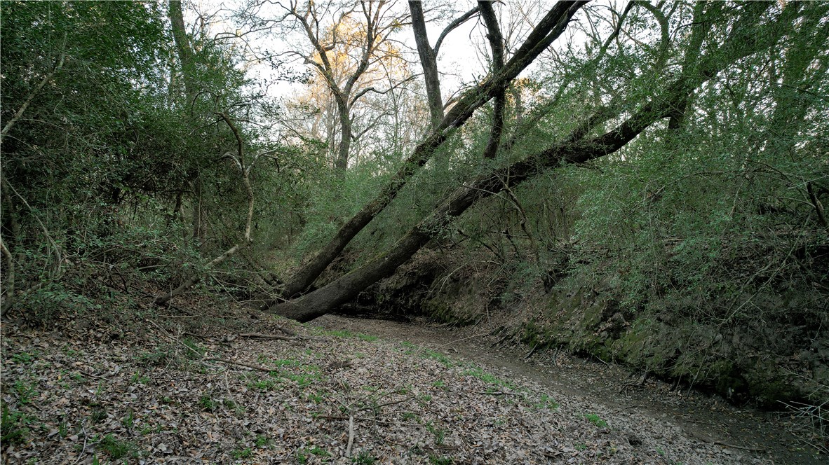 Tbd Tbd 11.27ac Opersteny Road Bryan, TX 77808 - Photo 8 of 15 a view of a forest with trees in the background