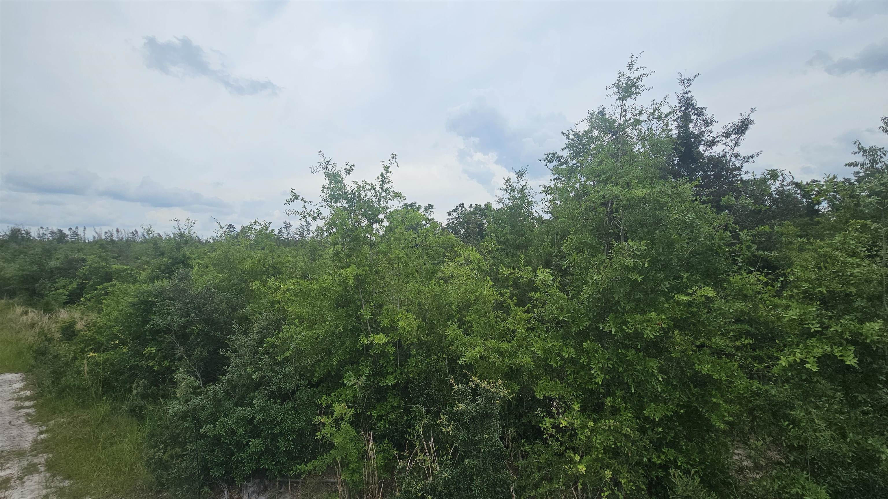 0 Northeast Beulah Church Road Lee, FL 32059 - Photo 3 of 9