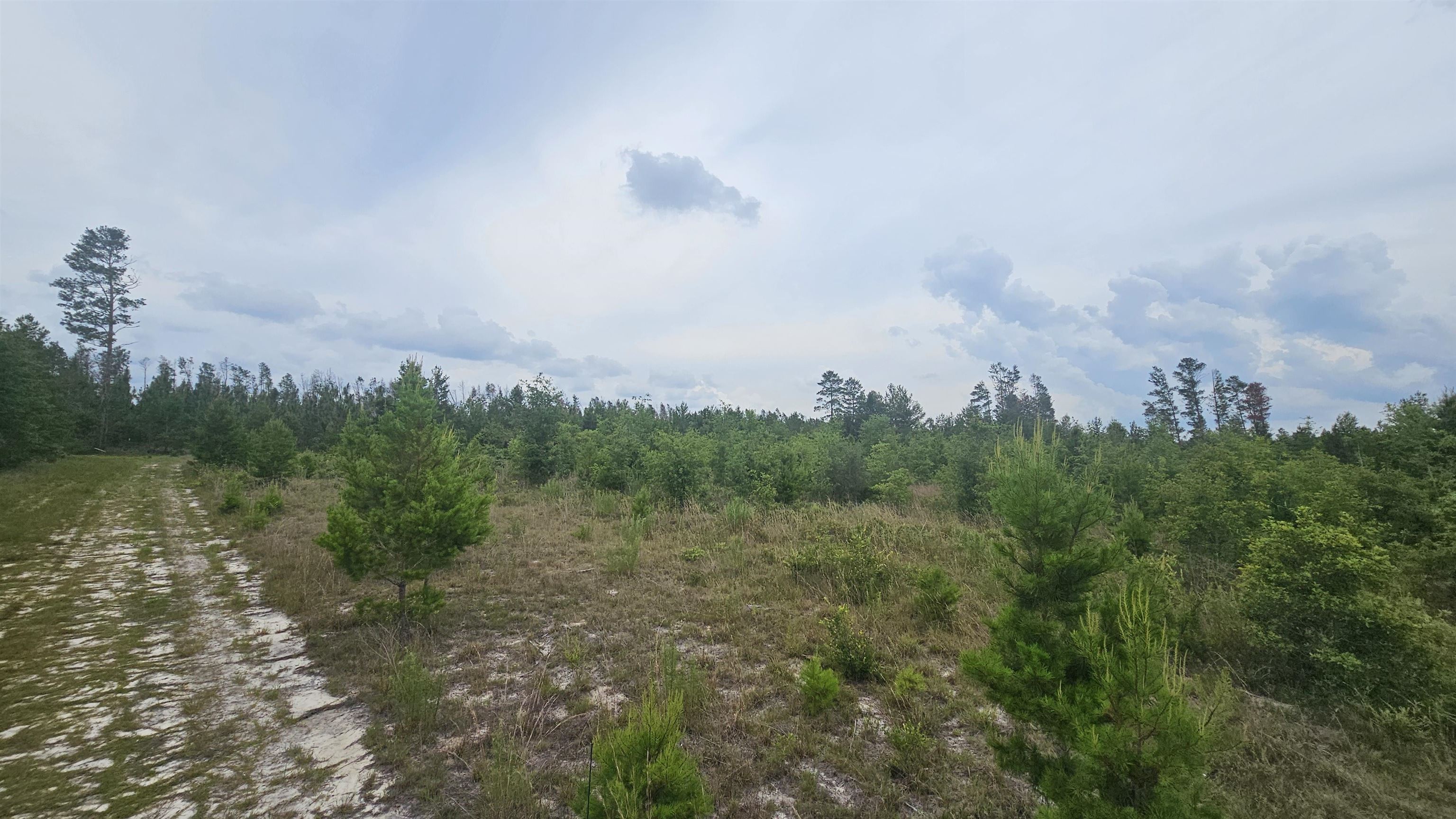 0 Northeast Beulah Church Road Lee, FL 32059 - Photo 6 of 9