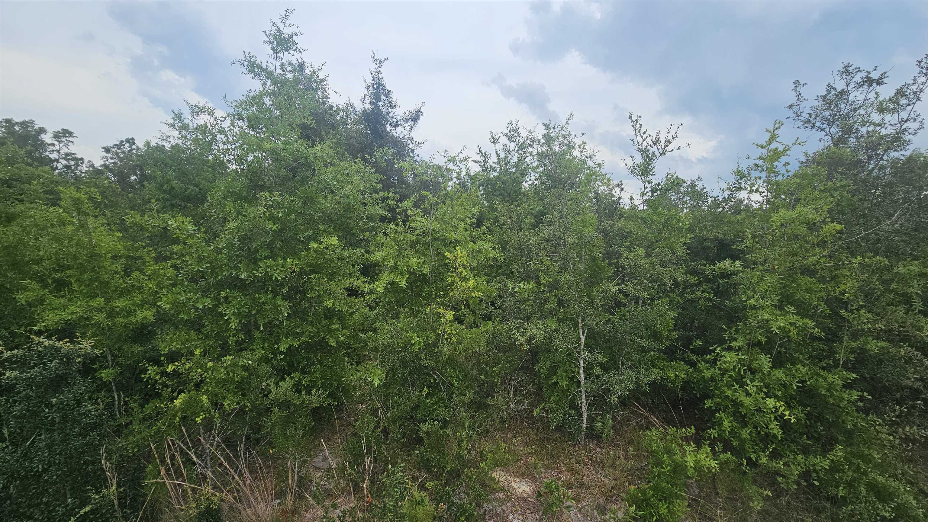 0 Northeast Beulah Church Road Lee, FL 32059 - Photo 8 of 9