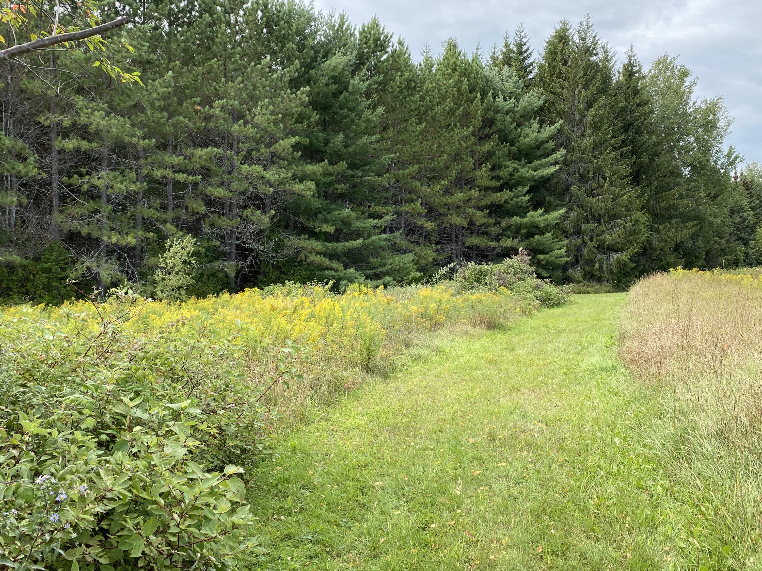 700 West Limestone Road Fort Fairfield, ME 04742 - Photo 5 of 40 Forest