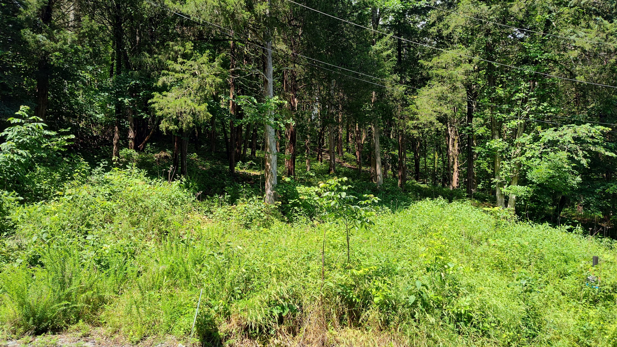 6 Bay Drive Lancaster, TN 38569 - Photo 4 of 7