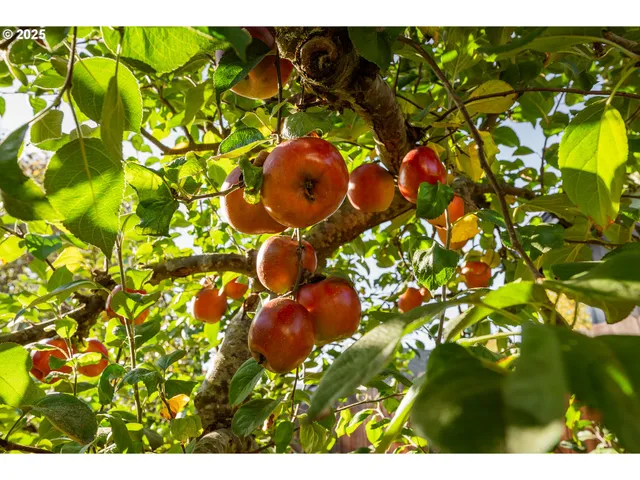 a view of flowers in a garden