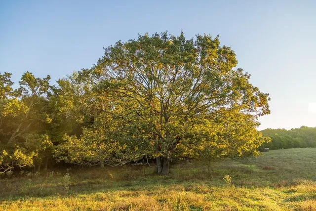 $725,000 | 13605 Southeast 226, Osceola, MO 64776