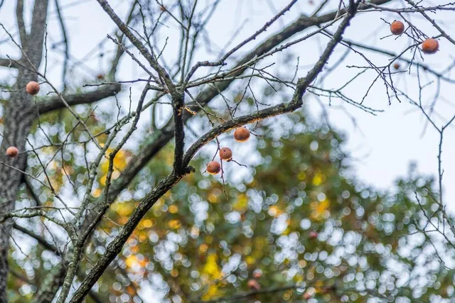 $725,000 | 13605 Southeast 226, Osceola, MO 64776