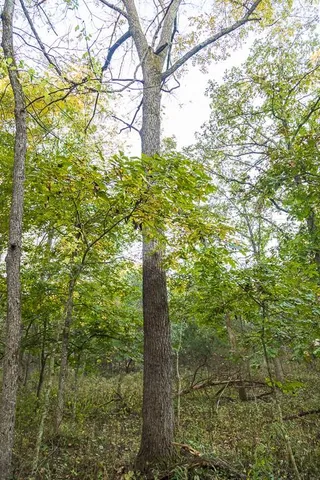 $725,000 | 13605 Southeast 226, Osceola, MO 64776