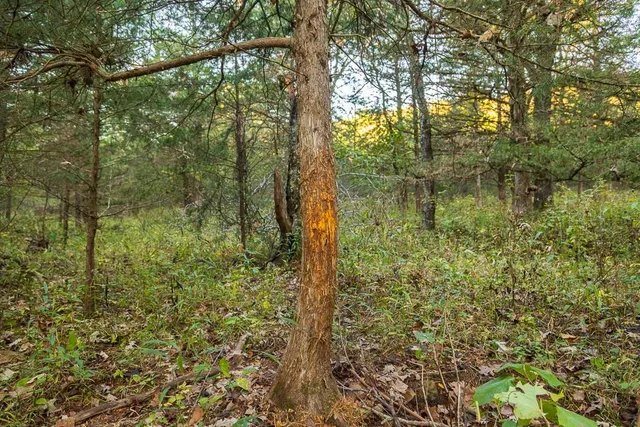 $725,000 | 13605 Southeast 226, Osceola, MO 64776