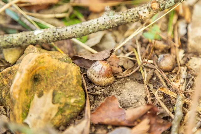 $725,000 | 13605 Southeast 226, Osceola, MO 64776