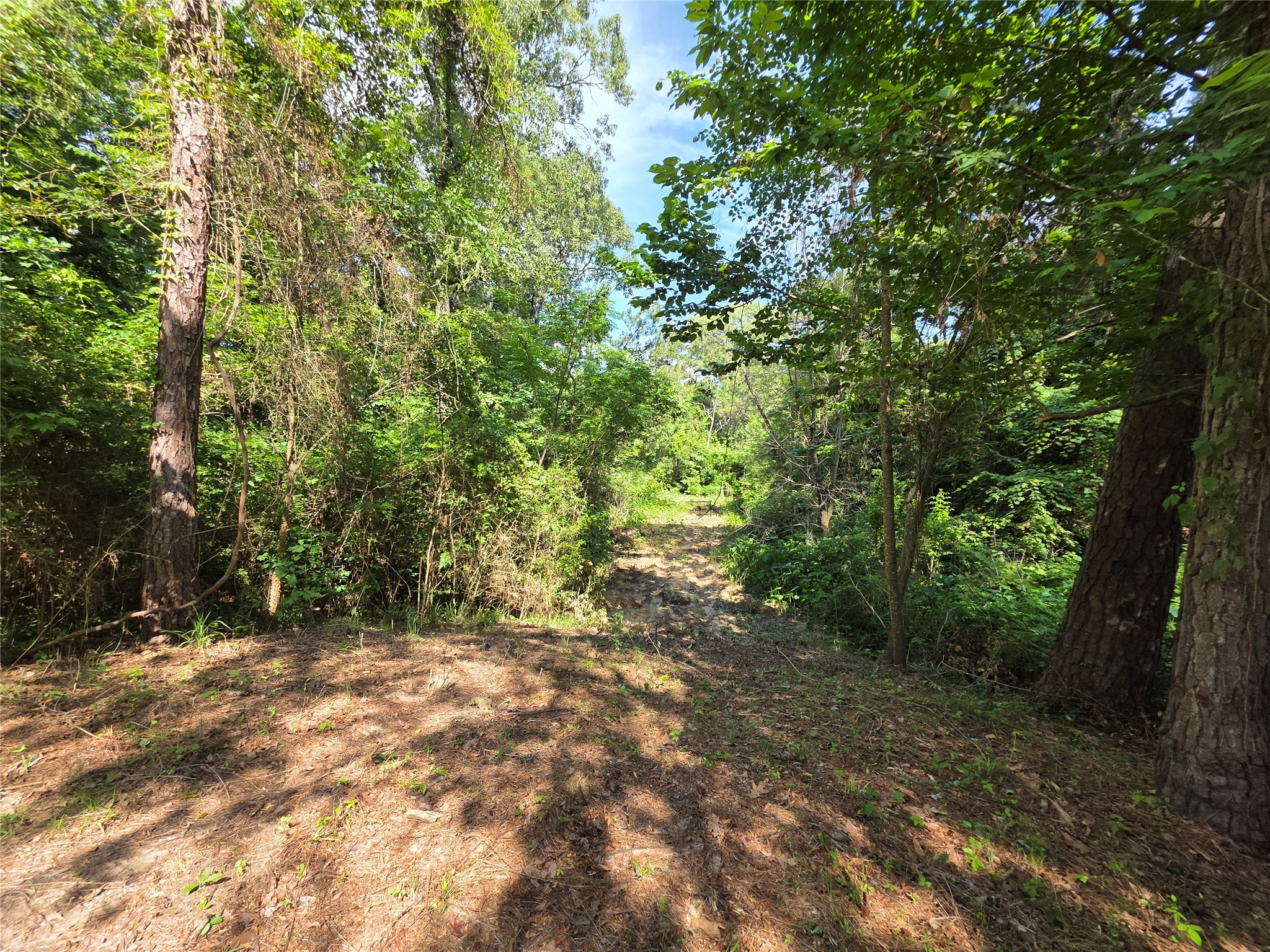 70 Montego Way Point Blank, TX 77364 - Photo 40 of 41 a view of outdoor space and trees