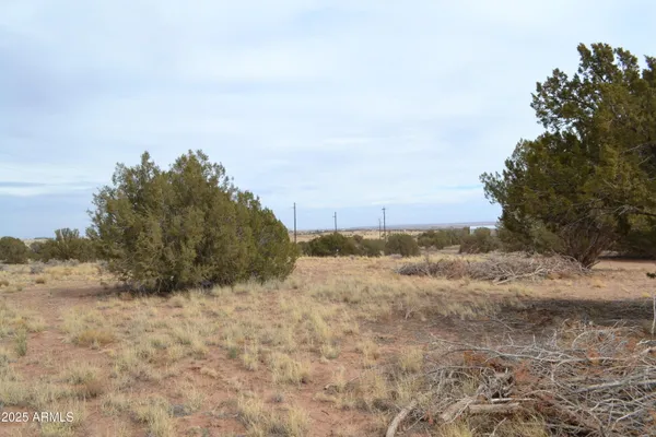 a view of a dry yard with trees