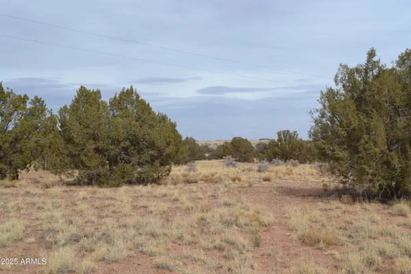 a view of a dry yard with trees in the background