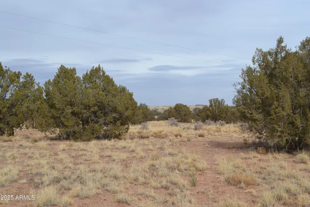a view of a dry yard with trees in the background