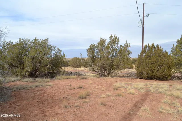 a view of a dry yard with trees