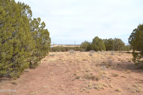 a view of a dry yard with trees