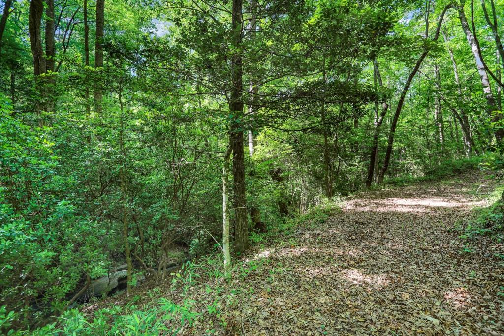 101 Yellow Bluff Road Dahlonega, GA 30533 - Photo 8 of 20 a view of a forest with trees in the background