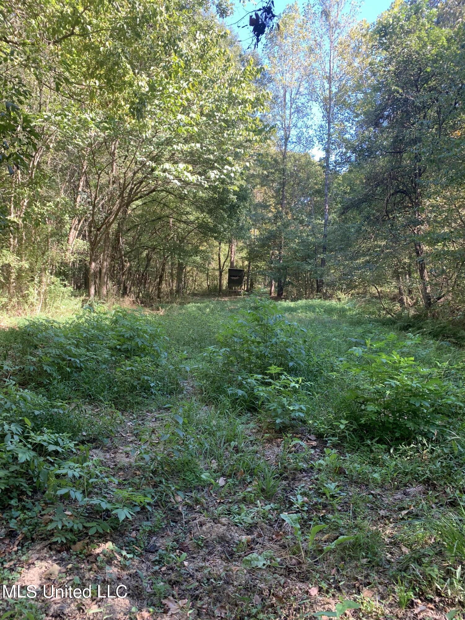 Antioch Road Randolph, MS 38864 - Photo 8 of 12 IMG_9694