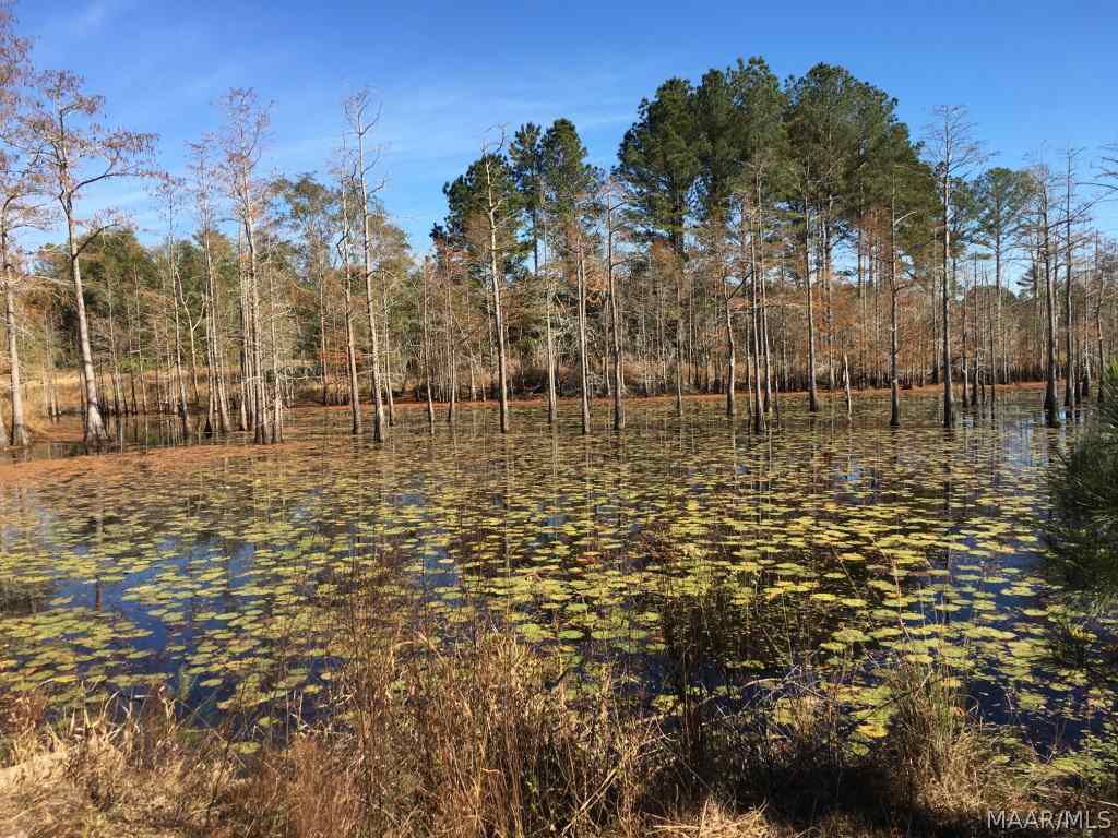 2284 Fink's Ml Road Samson, AL 36477 - Photo 17 of 29 Gallery Image 17