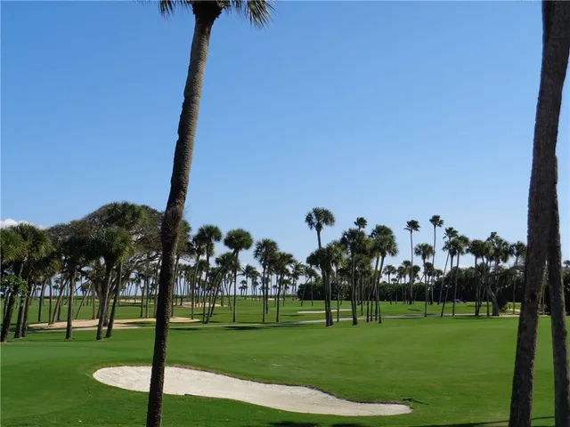 a view of a palm trees