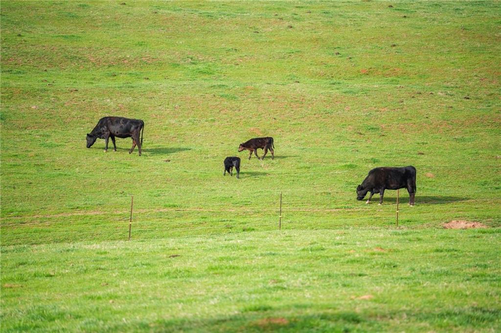 201 Fred Pitts Road Demorest, GA 30535 - Photo 52 of 55
