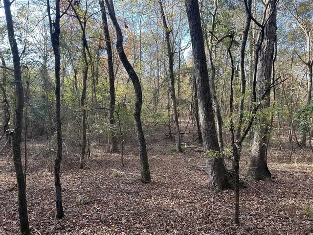 a view of a forest with lots of trees