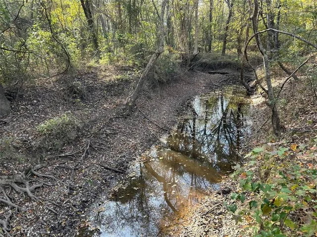 a view of a forest with lots of trees
