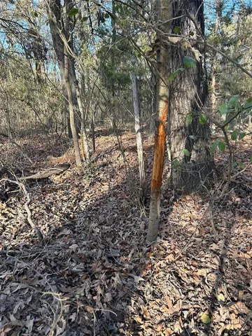 a view of a forest with trees