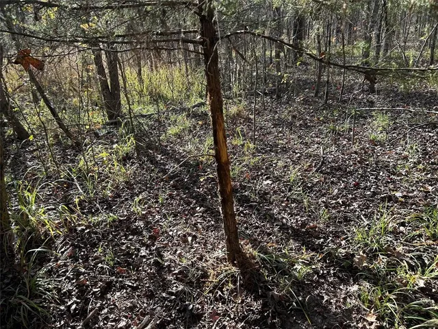 a view of a dry yard with trees