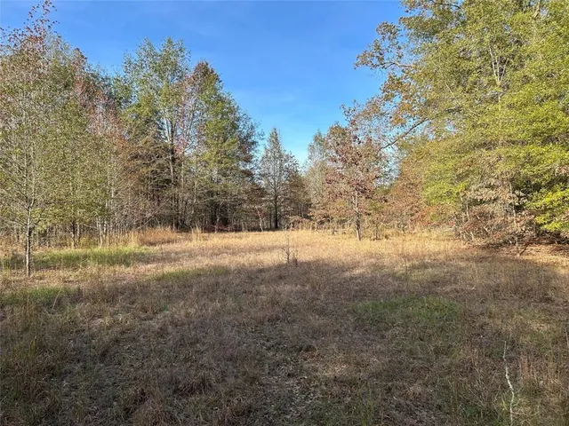 a view of a forest with trees in the background