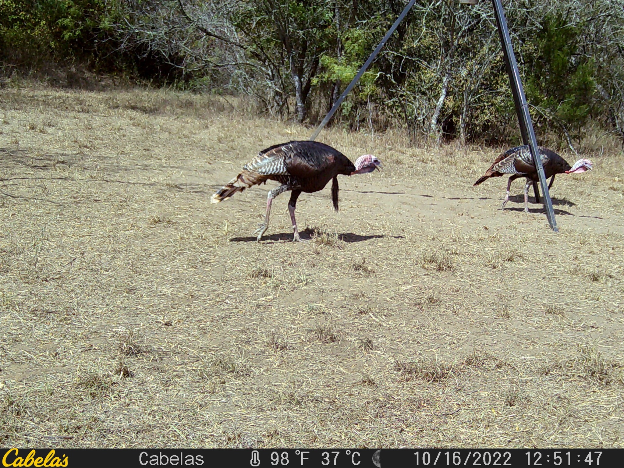 6289 Maynard Hallmark Road Flatonia, TX 78941 - Photo 17 of 19