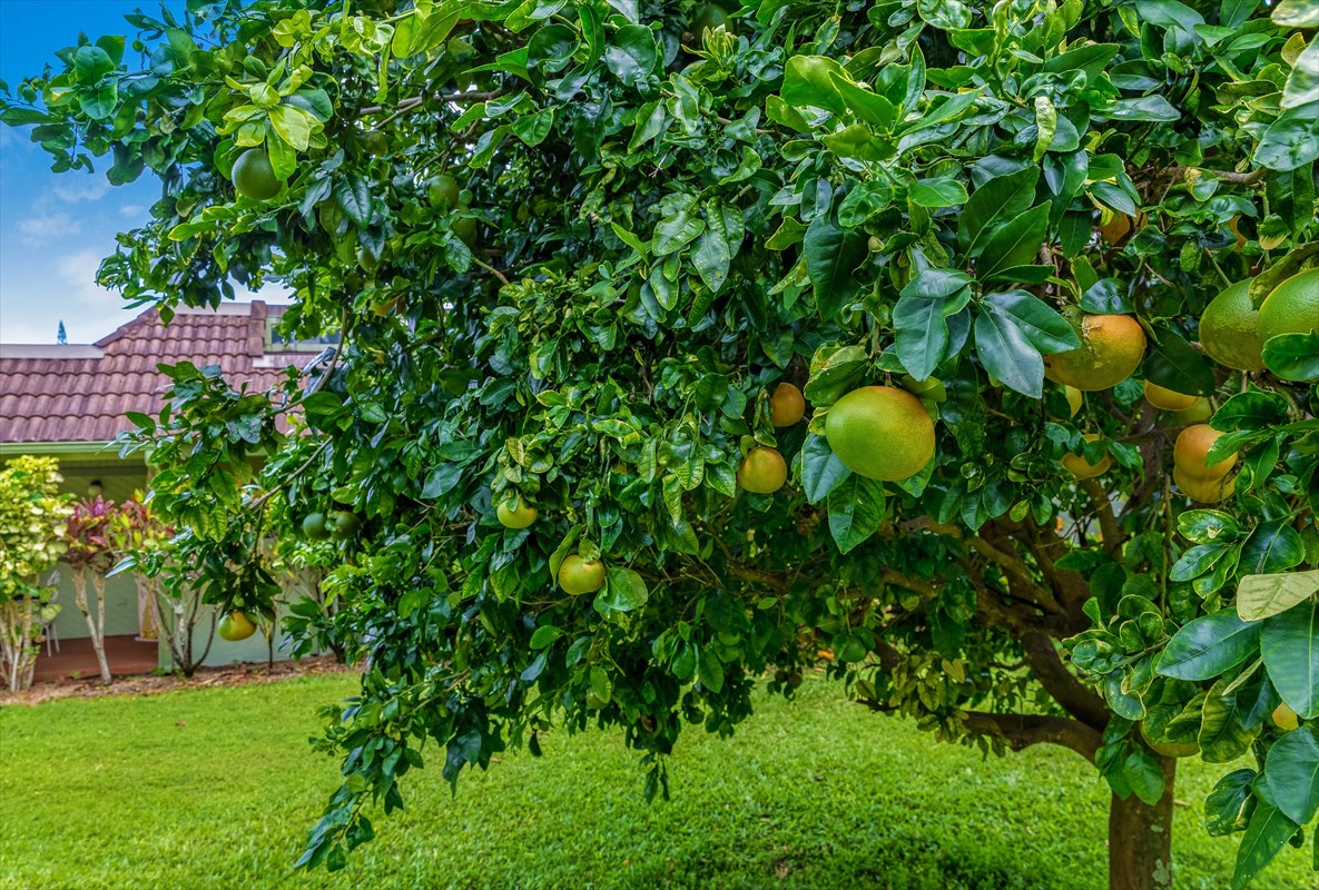 3880 Wyllie Road, Unit 8C Princeville, HI 96722 - Photo 17 of 17 a view of a tree with a plant in front of it