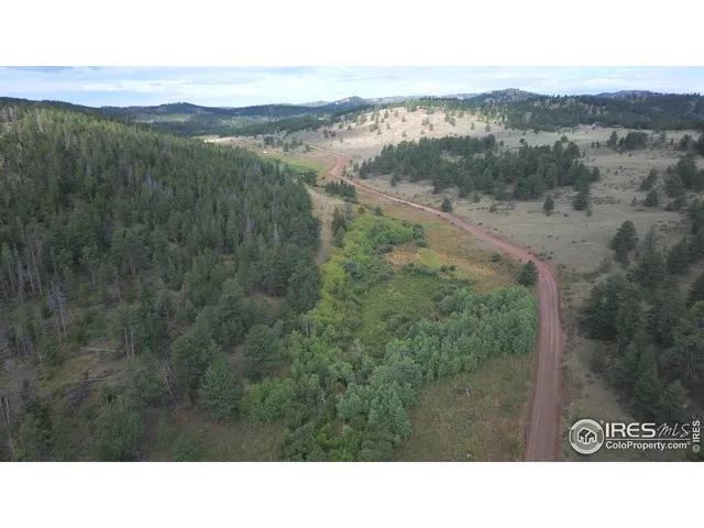 a black and white photo of a forest