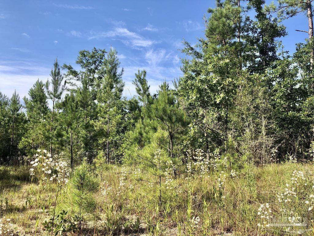 Lot 5-bs Buffalo Ridge Road Milton, FL 32571 - Photo 5 of 21