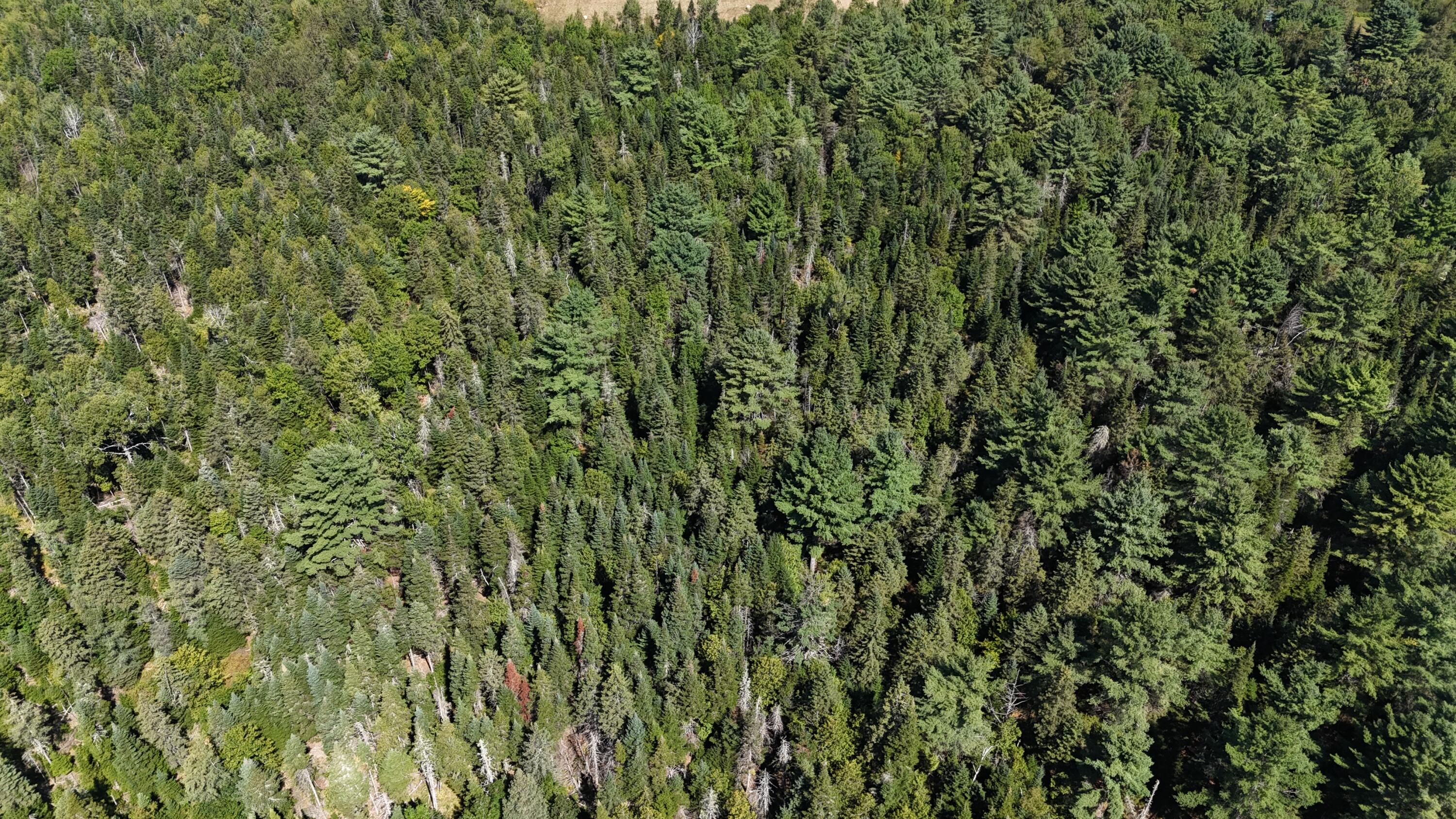 0 Cottrell Road Dixmont, ME 04932 - Photo 10 of 12 DJI_20250821231508_0186_D