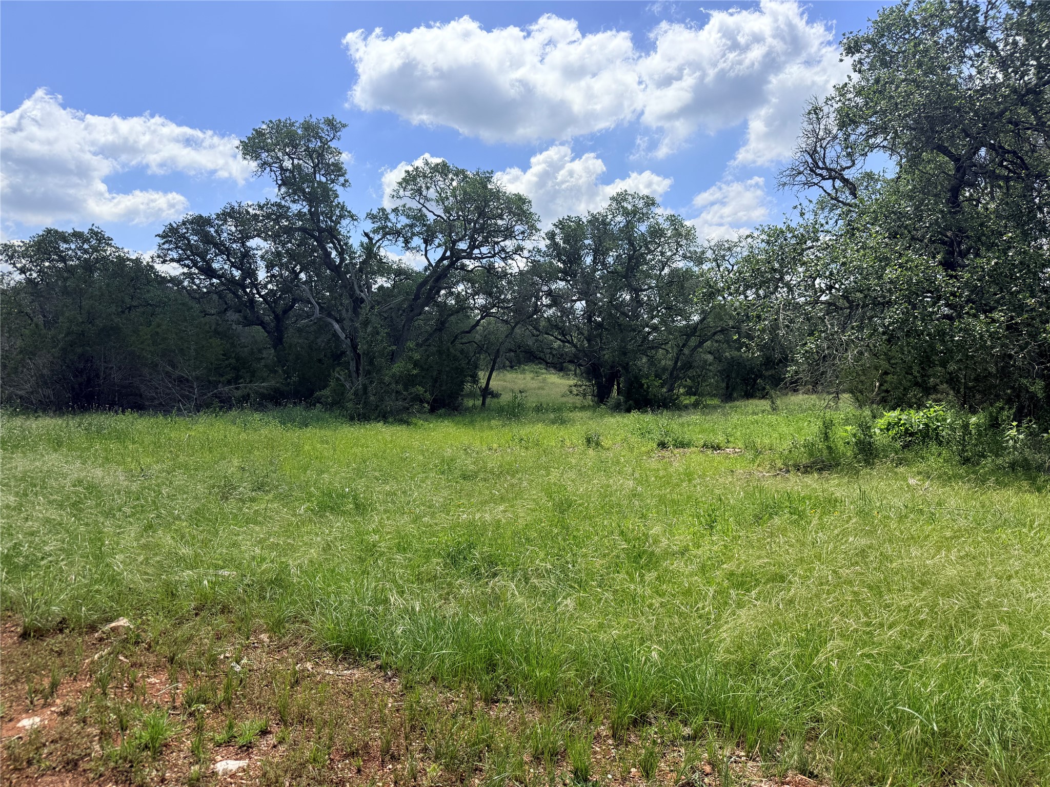2013 Hilliard Road San Marcos, TX 78666 - Photo 16 of 37 Groves of oaks, with lots of native flora and plenty of places to build a dream home, horse barn, or workshops.