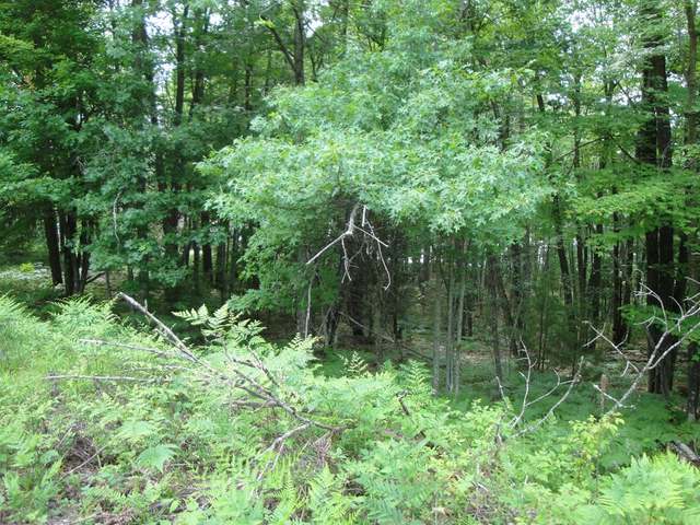 Lot 6 Eagles Bluff Road Rhinelander, WI 54501 - Photo 8 of 15 Gallery Image 8