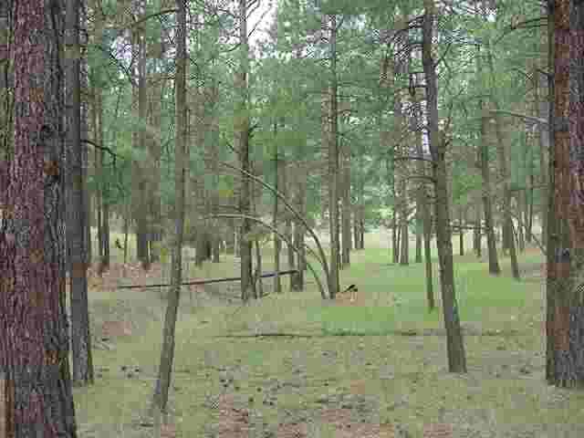 Lot 3 Elk Ridge Alpine, AZ 85920 - Photo 2 of 3