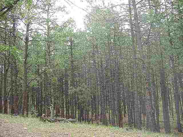 Lot 3 Elk Ridge Alpine, AZ 85920 - Photo 3 of 3