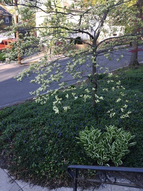 7 Longfellow Road Arlington, MA 02476 - Photo 31 of 38 Gallery Image 31