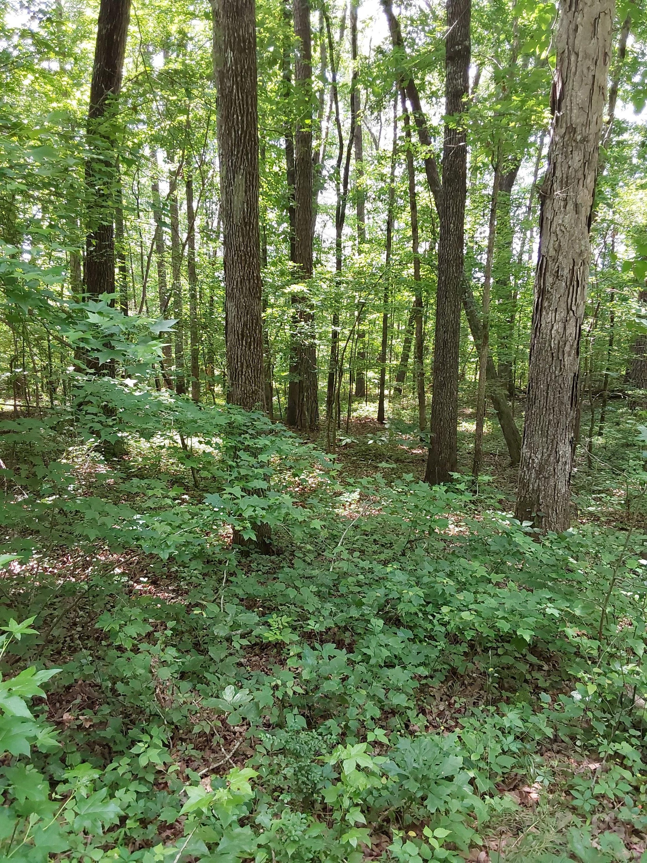 Old Duncan Road Arley, AL 35541 - Photo 1 of 5 1.3 acres