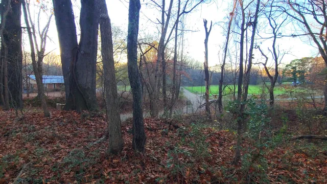 a view of a forest with a trees