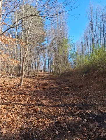 a view of a yard with plants and trees