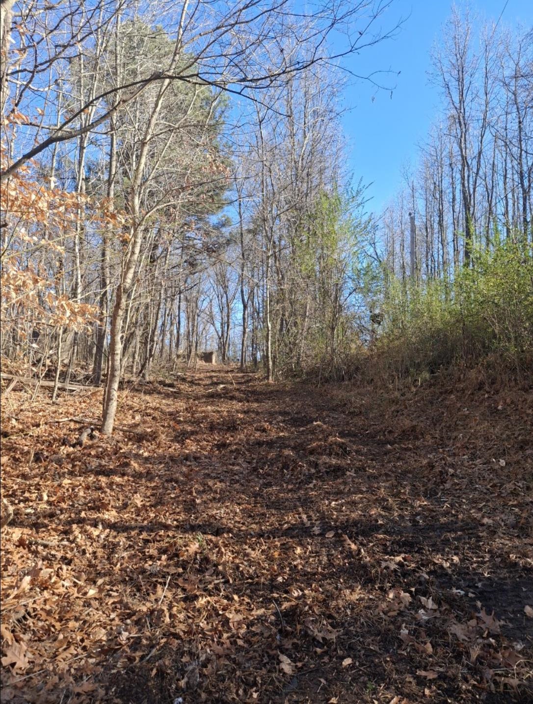 3218 Rast Road Millington, TN 38053 - Photo 17 of 18 View from road up the driveway clearing