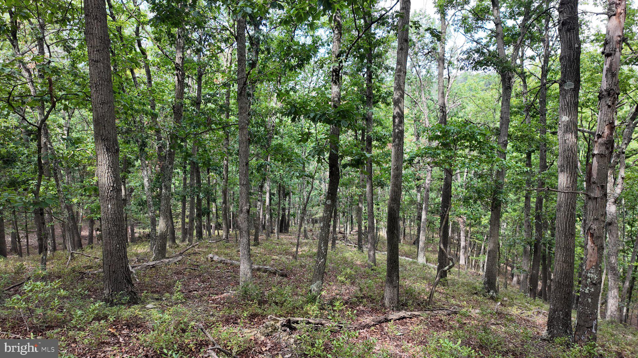 29-acres 29-acres Gaither Road Great Cacapon, WV 25422 - Photo 4 of 45 Gallery Image 4