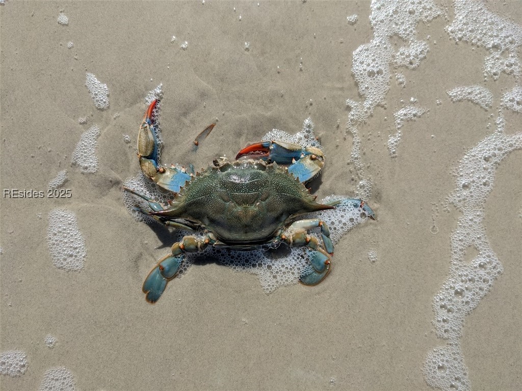 30 Volunteers Ridge Daufuskie Island, SC 29915 - Photo 17 of 28