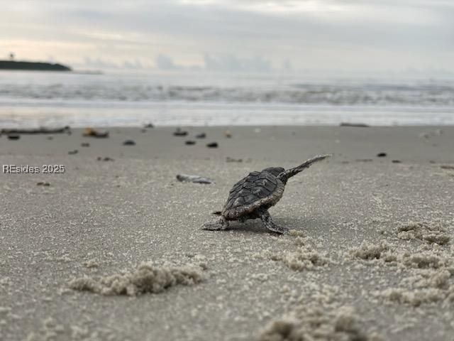 30 Volunteers Ridge Daufuskie Island, SC 29915 - Photo 28 of 28