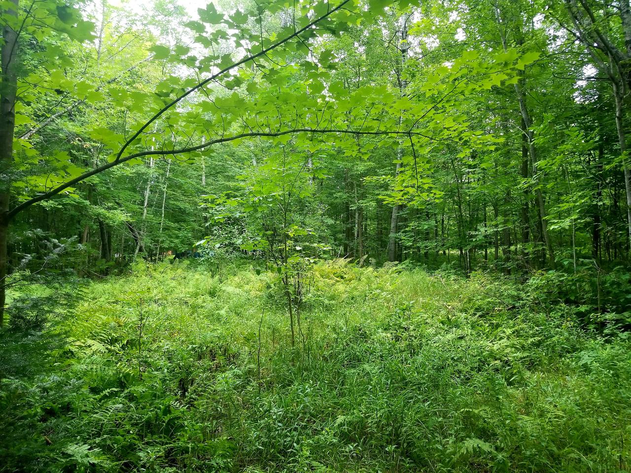 Lot 2 East Pier Lake Road Tripoli, WI 54564 - Photo 11 of 14 Gallery Image 11