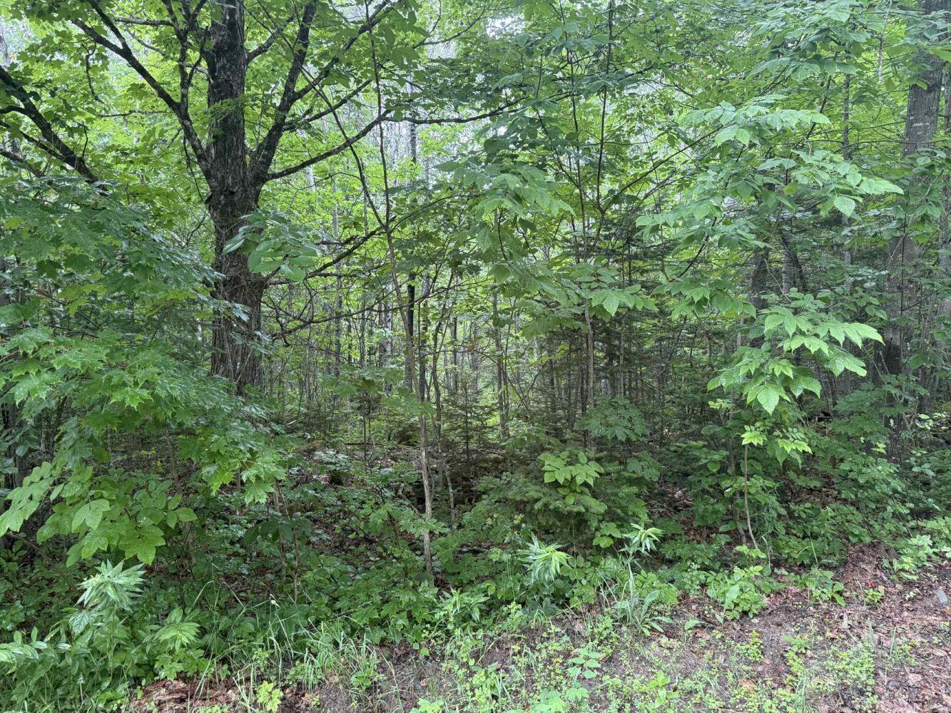 P/o M7-l32 Huff Corner Road Wellington, ME 04942 - Photo 5 of 6 att.qpbqhbLJkzZ31FPetMmTaL8r9fIorQGlw3xu