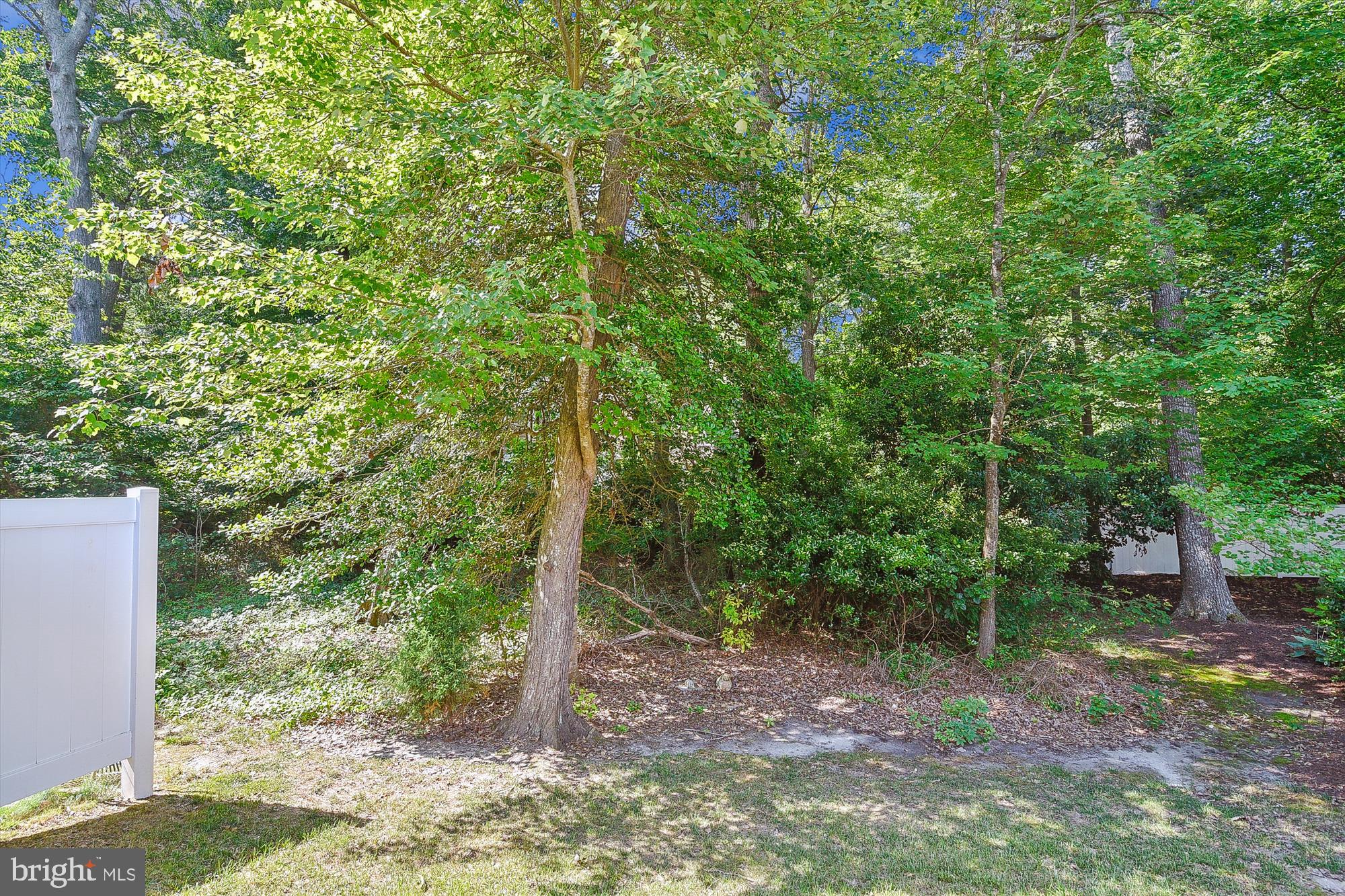 36311 Ridgeshore Lane Millville, DE 19967 - Photo 31 of 36 a view of a forest filled with trees
