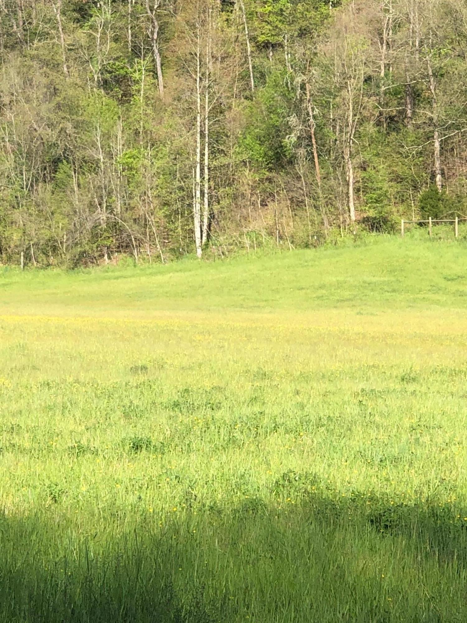 3456 Warrensburg Road Whitesburg, TN 37891 - Photo 24 of 33 IMG_5834