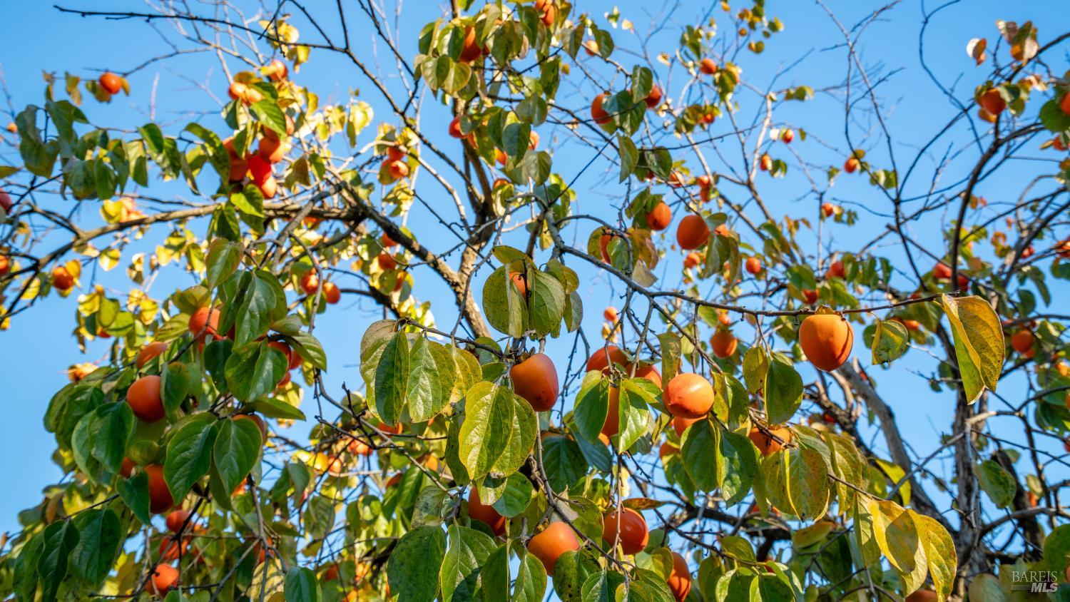 1130 Duer Road Sebastopol, CA 95472 - Photo 6 of 33